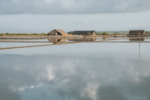 A field with a pond and a house in the background