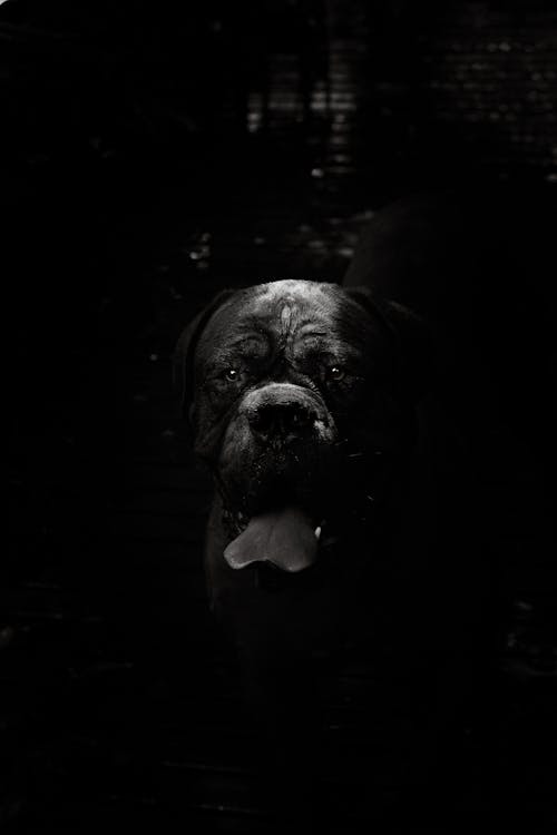 Бесплатное стоковое фото с лус, собака, тени