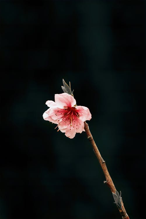 A single pink flower on a branch against a black background