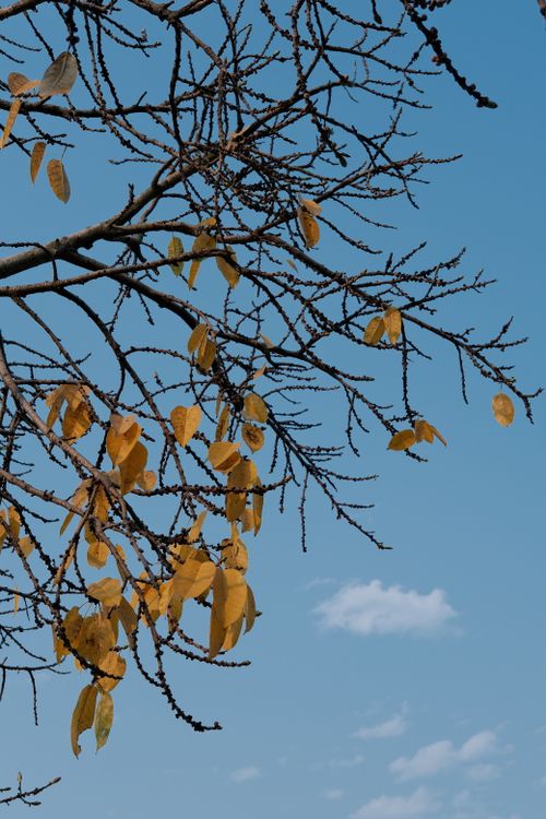 Free Yellow autumn leaves on branches set against a clear blue sky, symbolizing fall's beauty. Stock Photo
