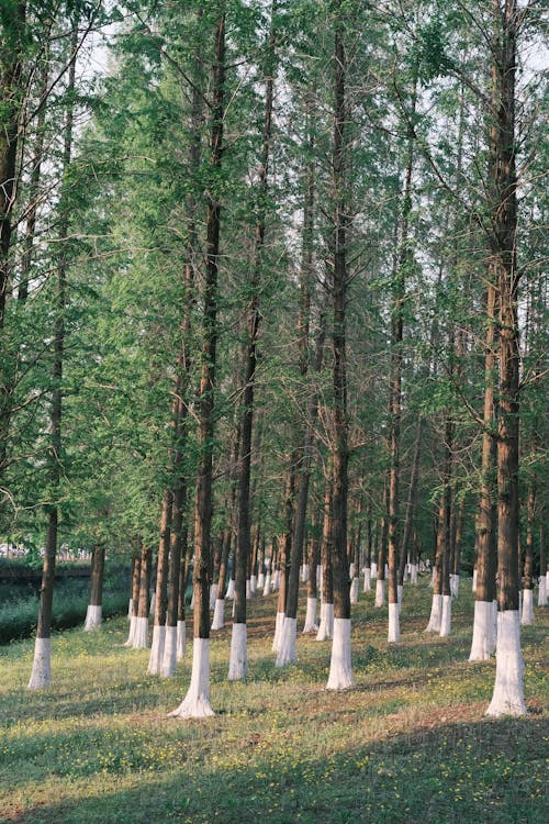 Free A forest with trees and white plastic bags Stock Photo