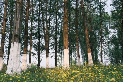 Free Lush forest with painted tree trunks and yellow wildflowers in summer sunlight. Stock Photo