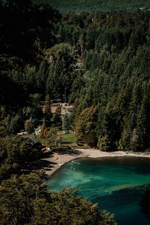 Drone Shot of a Lakeshore and Green Trees in Sunlight 