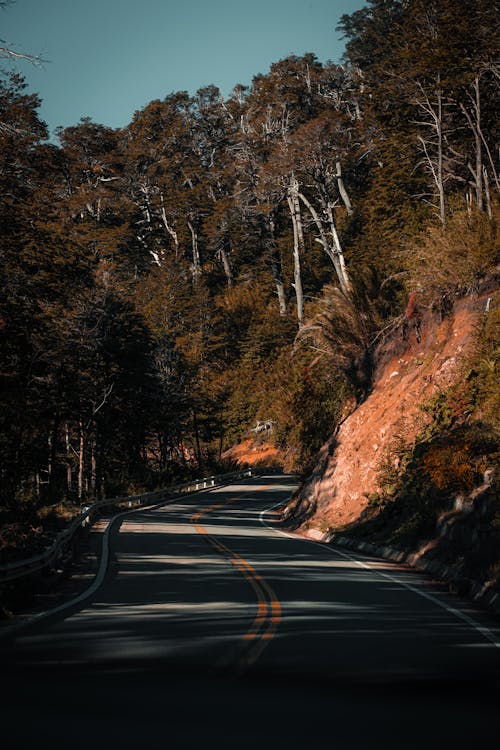 A road with trees on either side of it