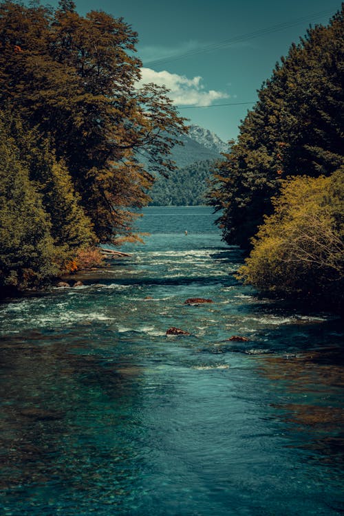 Free A river in the woods with trees and water Stock Photo