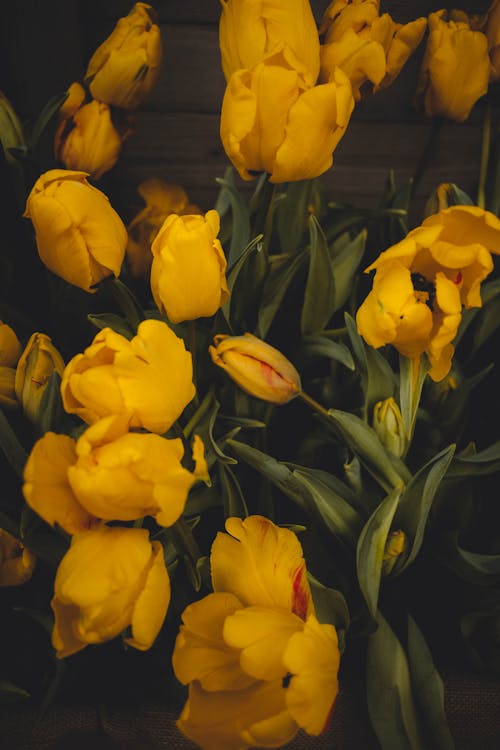 Yellow tulips in a vase with a black background