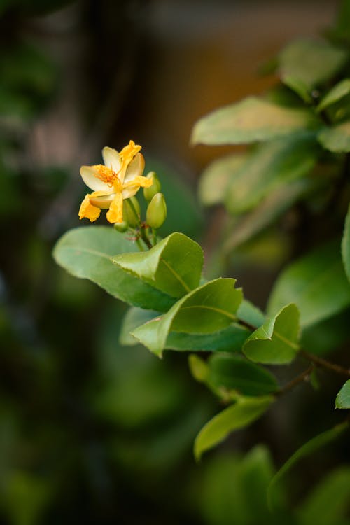 A small yellow flower on a green leaf
