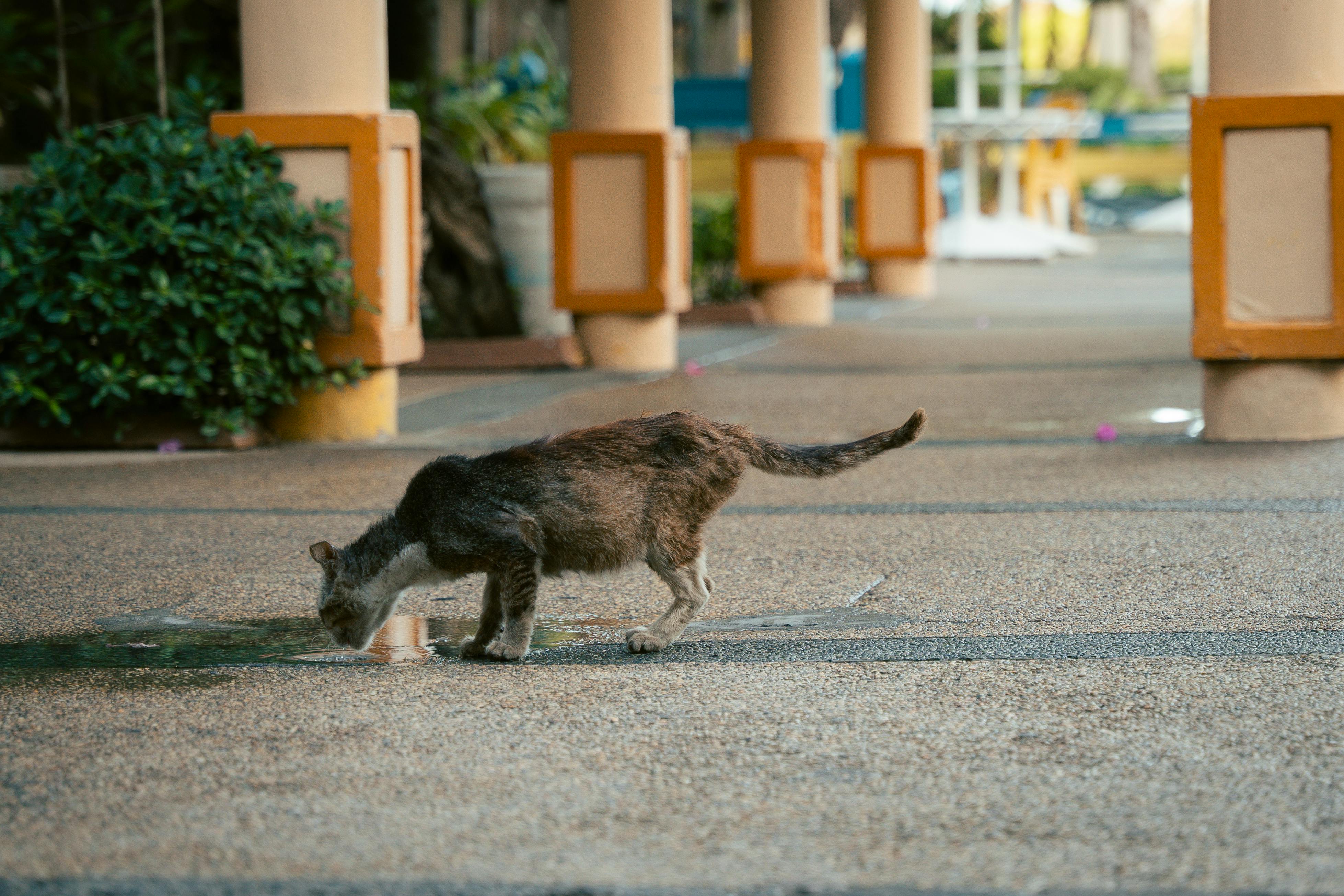 Stray cat drinking water from a puddle on an urban street, highlighting selective focus.