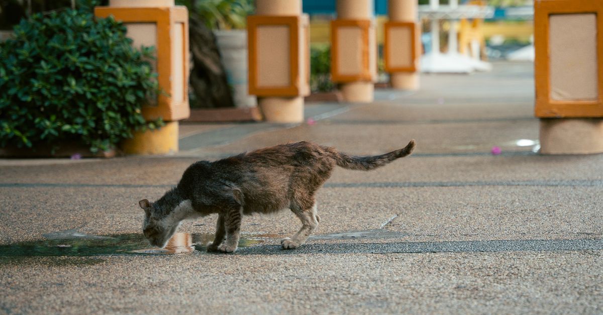 leptospirosis