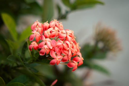 คลังภาพถ่ายฟรี ของ ixora, กลีบดอกสีแดง, ดอกไม้