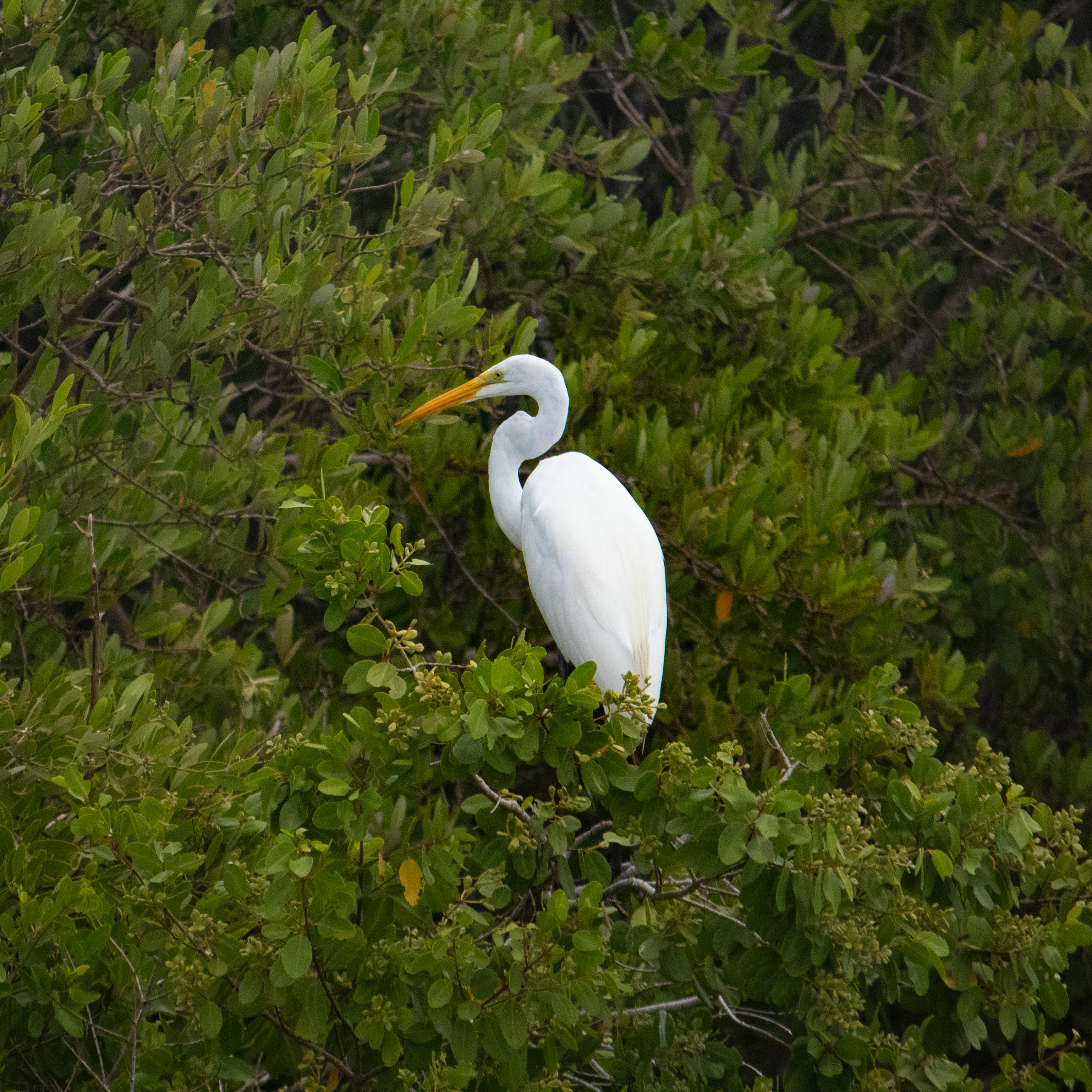 A serene great egret perched among lush greenery in Río Lagartos, Mexico's wildlife habitat.