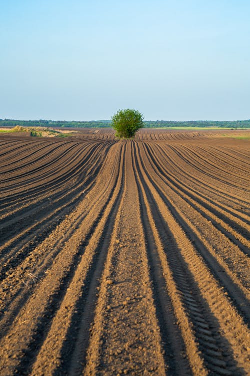 A lone tree in a field of plowed soil