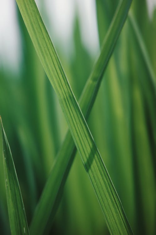 A close up of grass with a green background