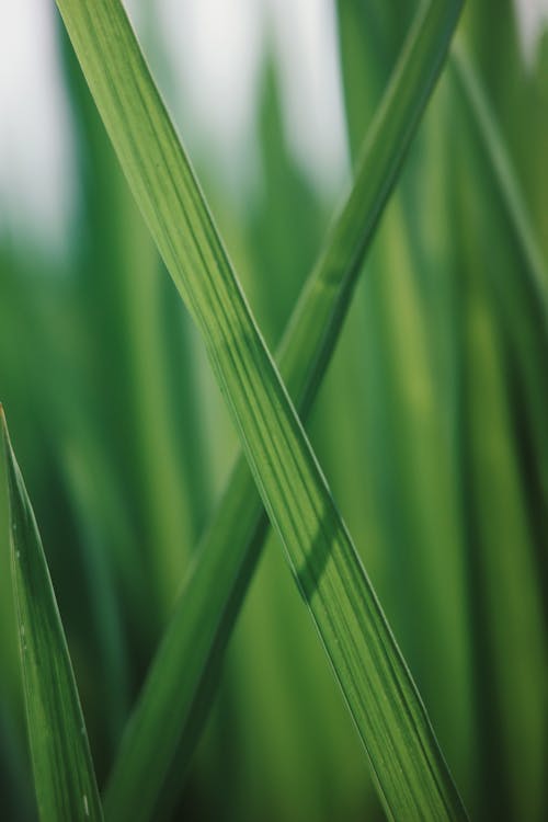 Kostnadsfri bild av blad av gräs, flora, löv