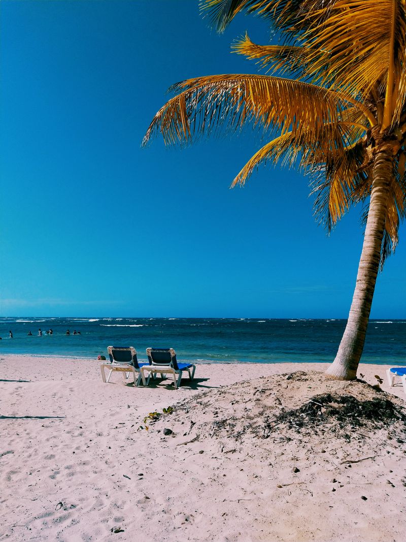 Camastros bajo una palmera en Playa Dorada, Puerto Plata, República Dominicana