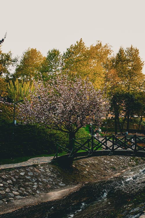 Free Tree with Pink Flowers Next to Footbridge over Stream in Park Stock Photo