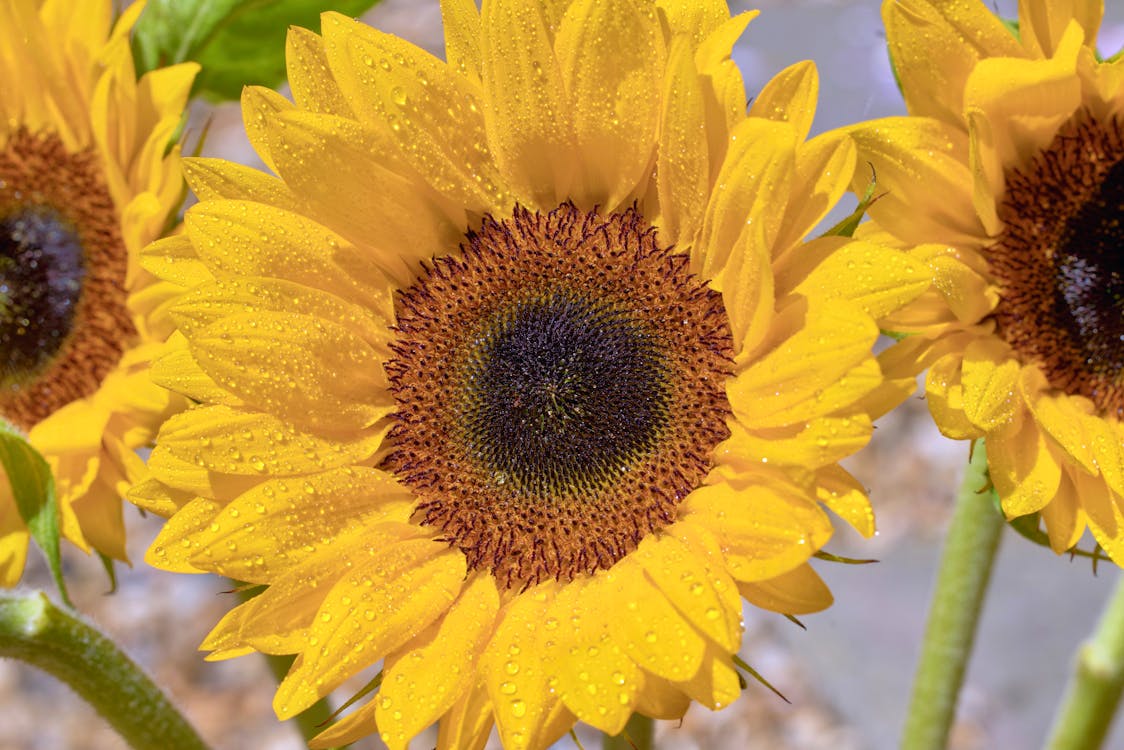 Three sunflowers with water droplets on them