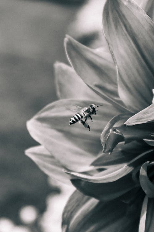 Foto d'estoc gratuïta de abella, blanc i negre, flor