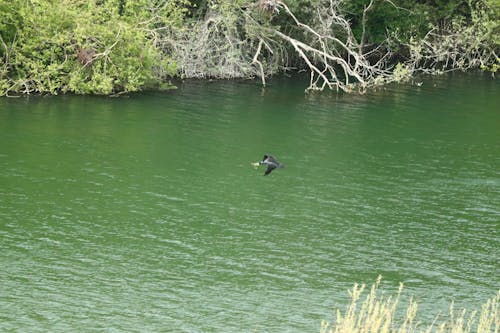 Free stock photo of bird, blue lake