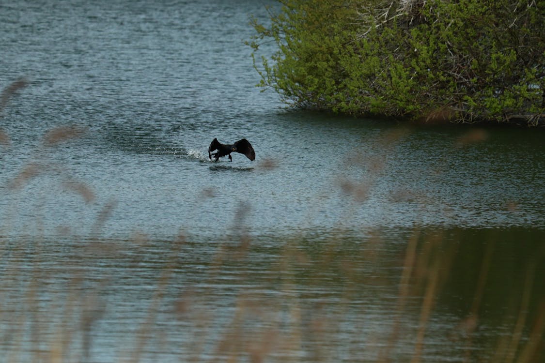 Ilmainen kuvapankkikuva tunnisteilla lintu, sininen järvi