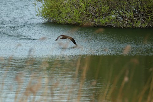 Free stock photo of bird, blue lake