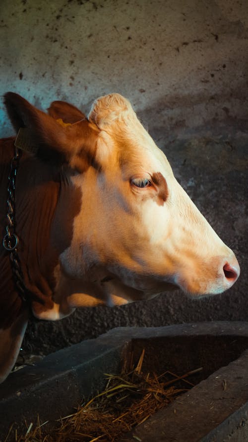 A brown and white cow is looking at the camera