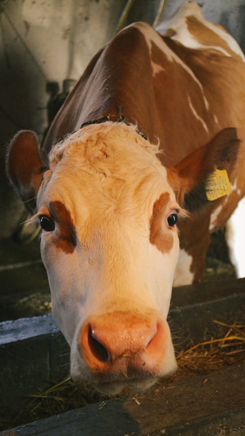 Imagine de stoc gratuită din a închide, animale domestice, bovine