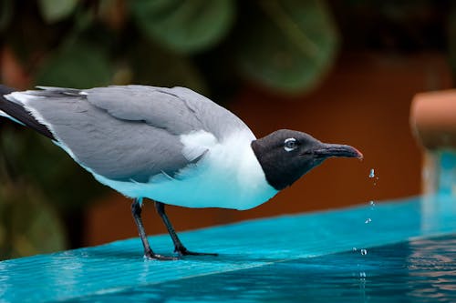 A bird is standing on a ledge