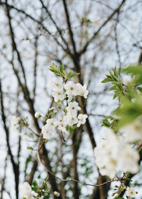 Free Beautiful white blossoms on tree branches signaling the arrival of spring. Stock Photo