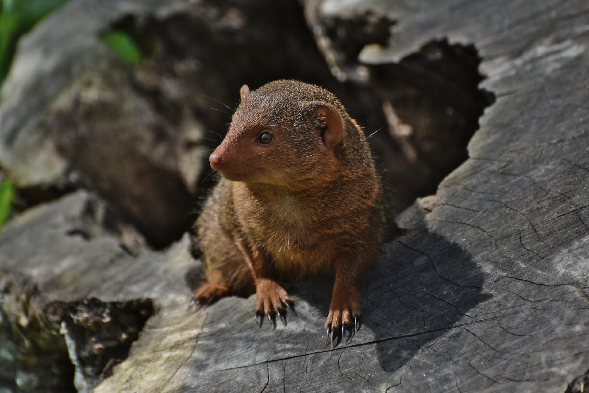 Dwarf mongoose sitting on a weathered tree trunk in Rotterdam's outdoors wildlife setting.