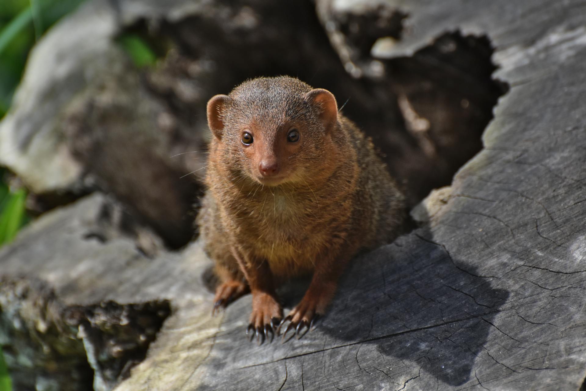 Close-up of a Mongoose