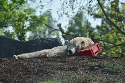 公園, 動物, 動物園 的 免费素材图片