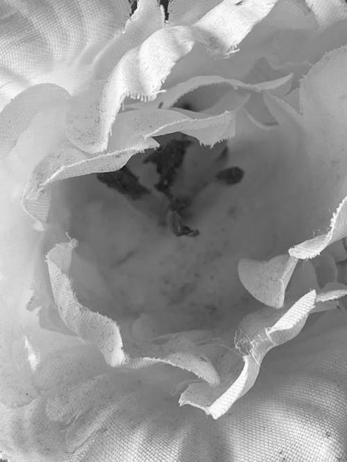 Foto d'estoc gratuïta de blanc, blanc i negre, flor