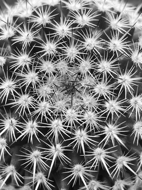 Foto d'estoc gratuïta de blanc, blanc i negre, cactus