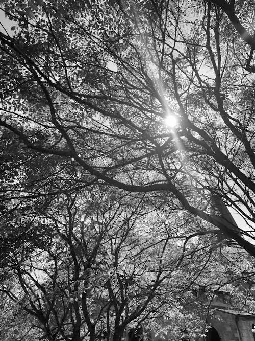 가지, 검은색, 블랙 앤 화이트의 무료 스톡 사진