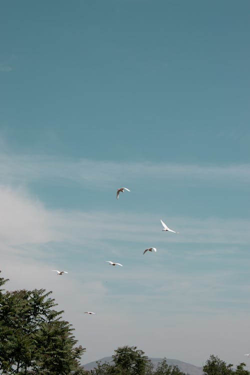 Darmowe zdjęcie z galerii z białe ptaki, drzewa, latające ptaki