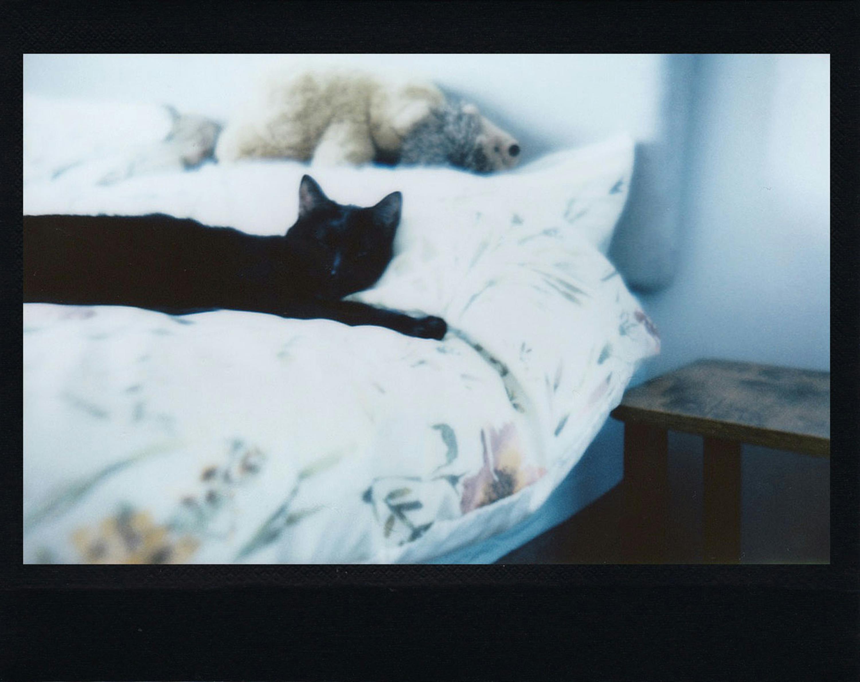 A black cat lounging on a floral bed next to plush toys in a cozy, serene bedroom setting.