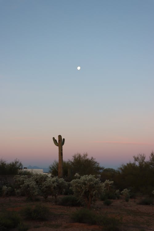 Free A cactus and moon in the sky at dusk Stock Photo