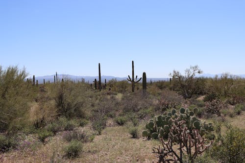Kostnadsfri bild av arizona, avlägsen, bergen