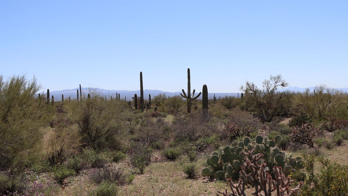 Tucson, AZ Sweepstakes Near Me: Where to Find Legit Deals
