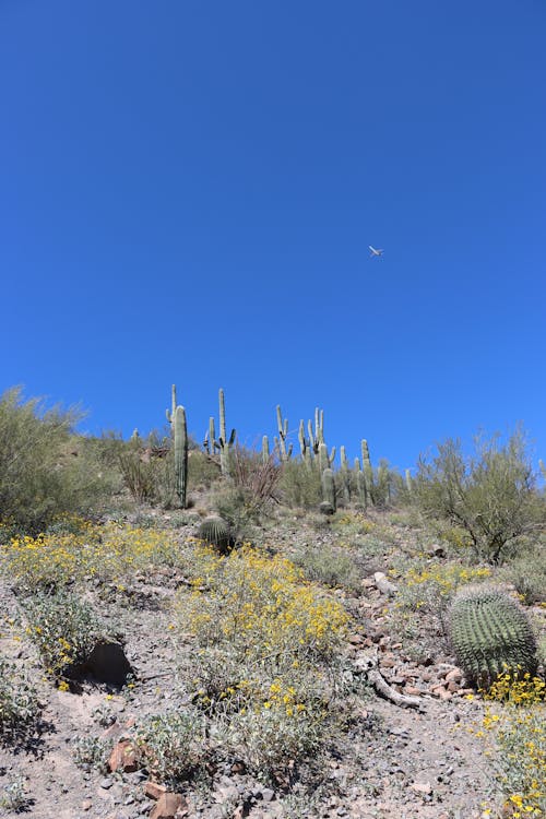 Immagine gratuita di cactus, cielo sereno, impianti