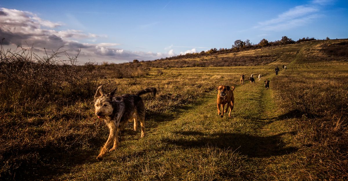 Un chien en balade sur un sentier ensoleillé bordé de hautes herbes, zone propice aux vipères
