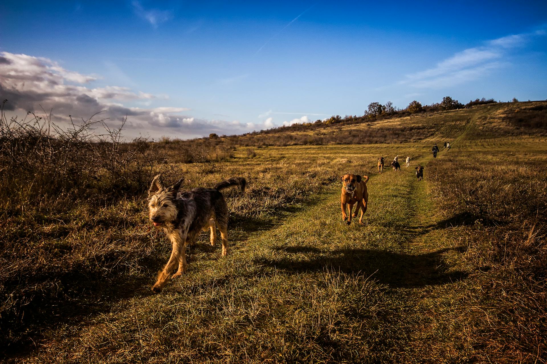 Dogs Running on the Field Under Blue Sky