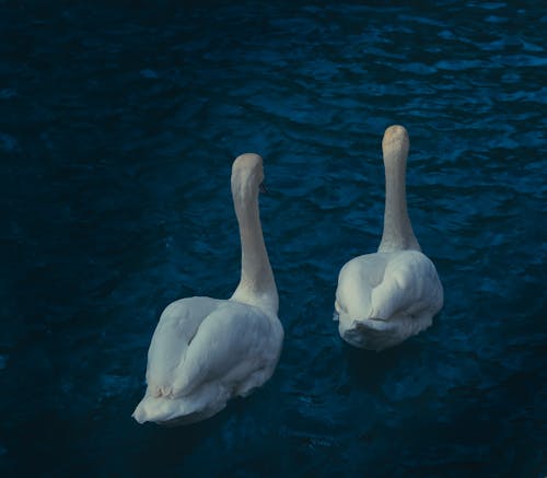 Darmowe zdjęcie z galerii z ankara, biały, kaczka