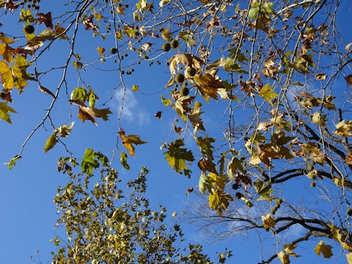 Photos gratuites de feuilles, feuilles dans le ciel