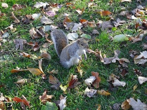 Photos gratuites de écureuil, rongeur
