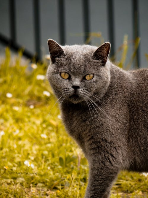 A gray cat with yellow eyes standing in the grass