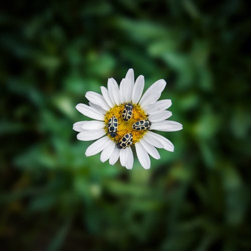 A white flower with black spots on it