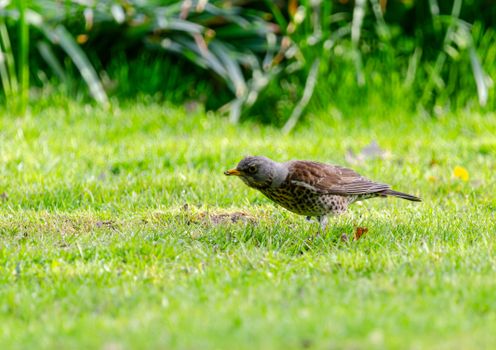 Fieldfare Bird Standing on Grass