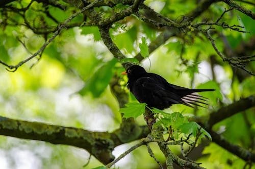 Common blackbird